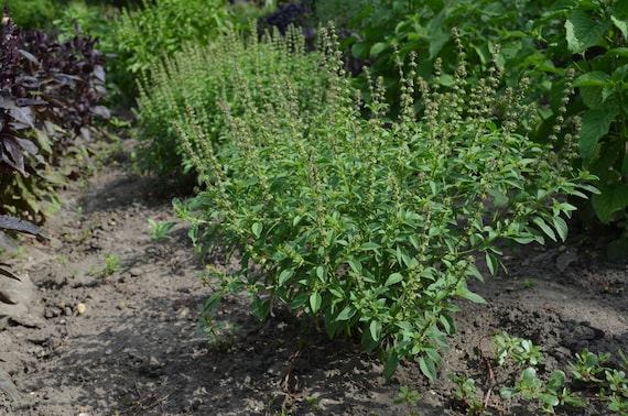 Basilikum 'Kivumbasi Lime', Ocimum canum, 10 Samen F 101 - Etsy.de, image size:570x378