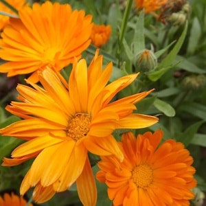 Può includere: Primo piano di tre fiori di calendula di colore arancione brillante in fiore. I fiori hanno un centro giallo e sono circondati da fogliame verde.