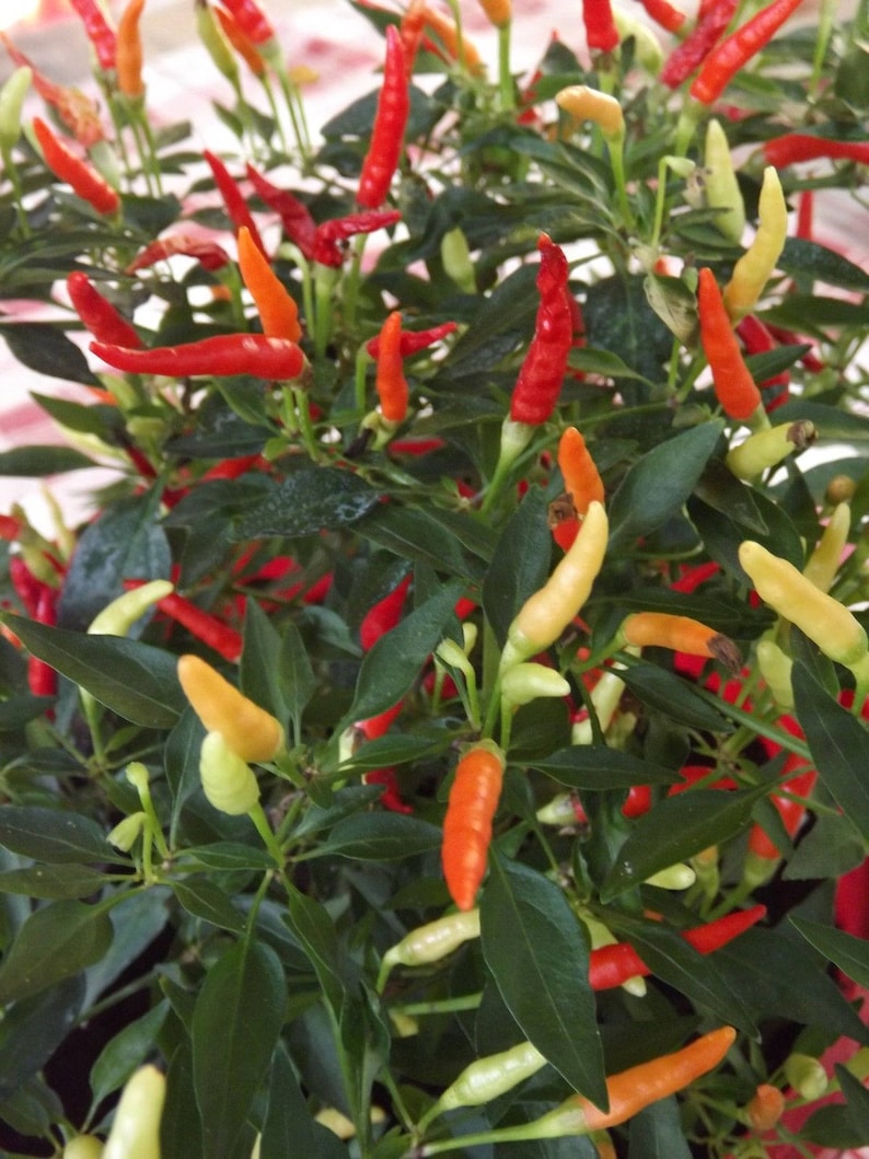 Prik Kee Noo Chili Pepper 10 seeds | Etsy