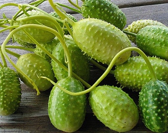 West Indian Burr Gherkins, Cucumis anguria 20+ semillas (Cu 003)