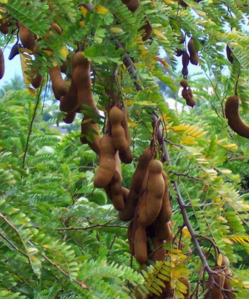 Sweet tamarind tamarindus indica 5 seeds  etsy