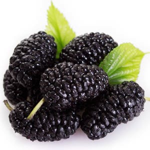 Black Mulberry, Morus nigra 50 seeds (G 048)
