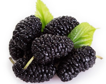 Black Mulberry, Morus nigra 25 seeds (G 048)