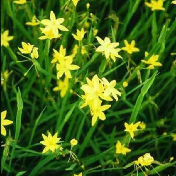 Yellow-eyed Grass - Sisyrinchium tinctorium - 5 seeds (W 091)