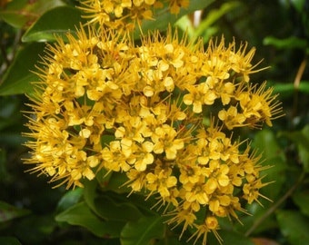 Queensland Golden Myrtle - Thaleropia queenslandica - 100+ Seeds - W 210