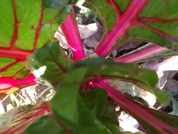 Pink Lipstick Swiss Chard Fresh Seed FREE Shipping Swiss Chard Seed Pink Lipstick Swiss Chard Fresh Seed FREE Shipping Swiss Chard Seed
