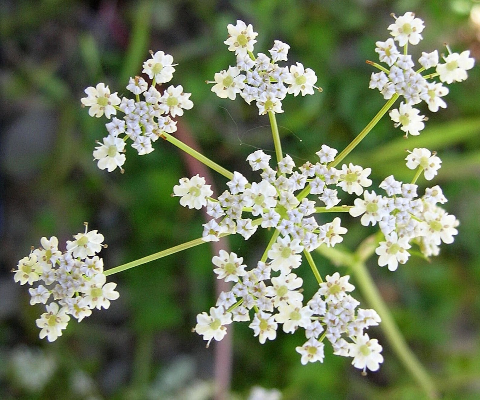 Cumin Cuminum Cyminum 100 Seeds F 111 | Etsy