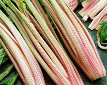 Celery Peppermint Stick - Apium graveolens - 25+ seeds - L 185