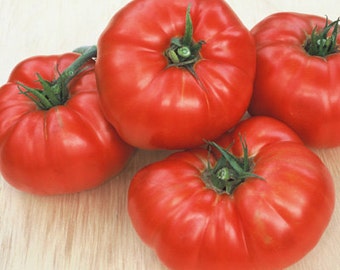 Beefsteak Tomate 5 semillas (P 103)