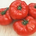 see more listings in the Tomate section