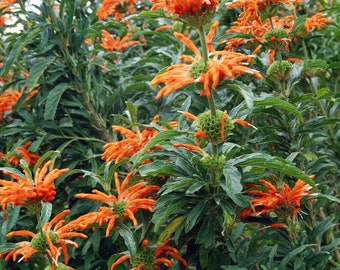 Queue de lion - Dagga sauvage - Leonotis leonurus - + de 20 graines - E 291