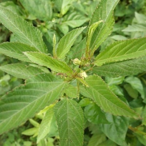 Op de afbeelding: Close-up van een groene, bladerige plant met meerdere bladeren en kleine witte bloemen.
