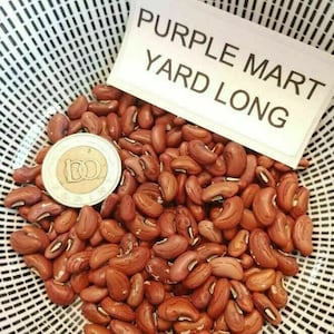 Può includere: Una ciotola di fagiolini yard long viola. I fagiolini sono di colore rosso scuro e hanno una consistenza leggermente rugosa. L'etichetta "Purple Mart Yard Long" è visibile nell'immagine.