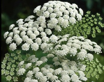 Bishop's Weed - Queen Anne's lace - 100+ seeds - BEAUTIFUL HERB! Z 023