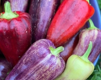 Op de afbeelding: Een verzameling kleurrijke paprika's, waaronder rode, paarse en groene, waarvan sommige een gestreept patroon hebben. De paprika's zijn in een kom gerangschikt.