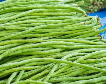 Melón Kirkagac 'God’s Head' (Cabeza De Dios) – 5+ Semillas De Melón Turco Exótico – Valeyrac Exotics
