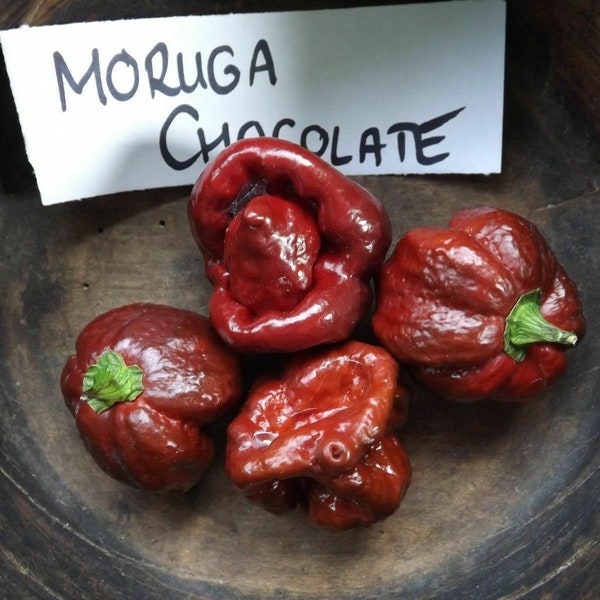 Trinidad Moruga Scorpion Chocolate Chili - 5+ seeds - Ch 004