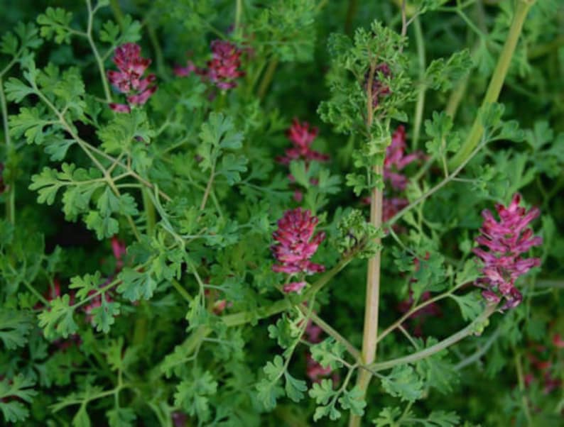 Common Fumitory Earth Smoke Fumaria officinalis 400 seeds E 170 image 1