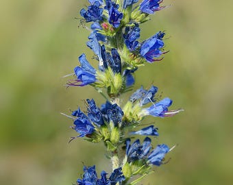 Perda de insetos de víbora - Blueweed - Echium vulgare - 10 sementes E 407