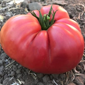 Può includere: Un pomodoro rosso grande e maturo con una forma leggermente irregolare. Il pomodoro ha un gambo verde e si trova su terreno scuro. La buccia è liscia e lucida, e il colore è un rosso intenso e vibrante.