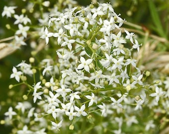 Hedge Bedstraw - Galium Mollugo - 500+ seeds - Graines - Semillas - Samen E 261