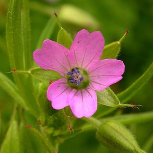 May include: A close-up shot of a pink flower with five petals and a dark blue centre. The flower is set against a backdrop of green leaves and buds, with tiny red tips. The image showcases the flower's intricate details and vivid colour.