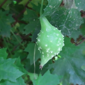 Wilder bitterer Kürbis - Momordica subangulata - 3+ Samen - Cu 035