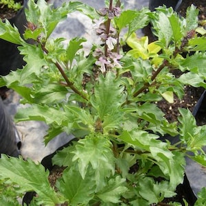 Basil 'Mrihani', Ocimum basilicum, 10 seeds F 121