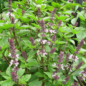Anise Scented Basil - 20+ seeds - F 060