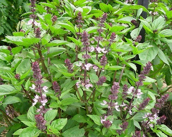 Anise Scented Basil - 20+ seeds - F 060