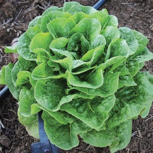 Peut inclure: Gros plan sur une tête de laitue romaine fraîche, avec des feuilles vert vif et serrées. La laitue pousse dans une terre sombre, avec un outil de jardinage et des tuyaux d'irrigation visibles. Un légume de jardin sain et biologique.