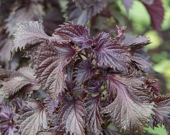 Red Perilla - Shiso - 10+ seeds (F 071)