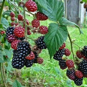 Mora senza spine - Rubus rusticanus - 25 semi G 060
