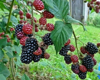 Mora senza spine - Rubus rusticanus - 50 semi G 060