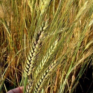 May include: A hand holds a bunch of green wheat stalks with the grain heads still developing. The stalks are surrounded by other wheat stalks in a field.
