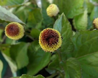 Paracrescione - Margherita elettrica - Pianta del mal di denti - Acmella oleracea - 20 semi F 155