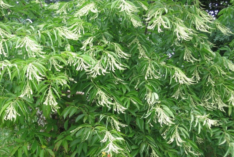 Sourwood Sorrel Tree Oxydendrum arboreum 25 Seeds E 228 image 1