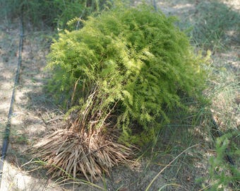 Shatavari - Asparagus Rondemosus - 10 Samen - K 036