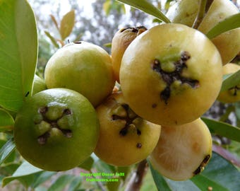 Yellow Strawberry Guava, Psidium cattleyanum var. littorale 10 seeds (Gx 013)