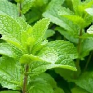 Può includere: Primo piano di foglie di menta verde vibrante, che mostrano la consistenza fresca e rigogliosa della pianta.