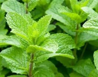 Menta Fresa - Menta - Mentha - 10+ semillas - F 162