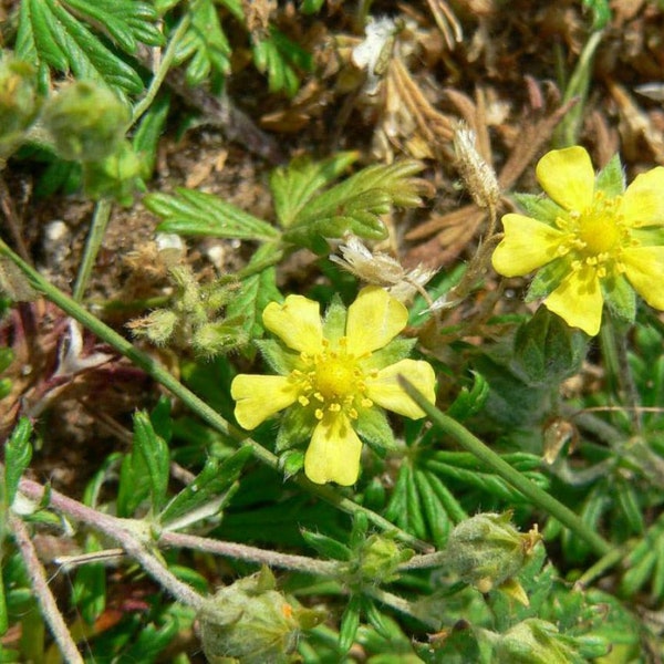 Silver cinquefoil - Silverweed - Potentilla argentea - 100 seeds (E 144)