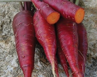 Burro gigante di ravanelli Big Ben - Jumbo Scarlet Radish 50 Burro gigante di ravanelli Big Ben - Jumbo Scarlet Radish 50