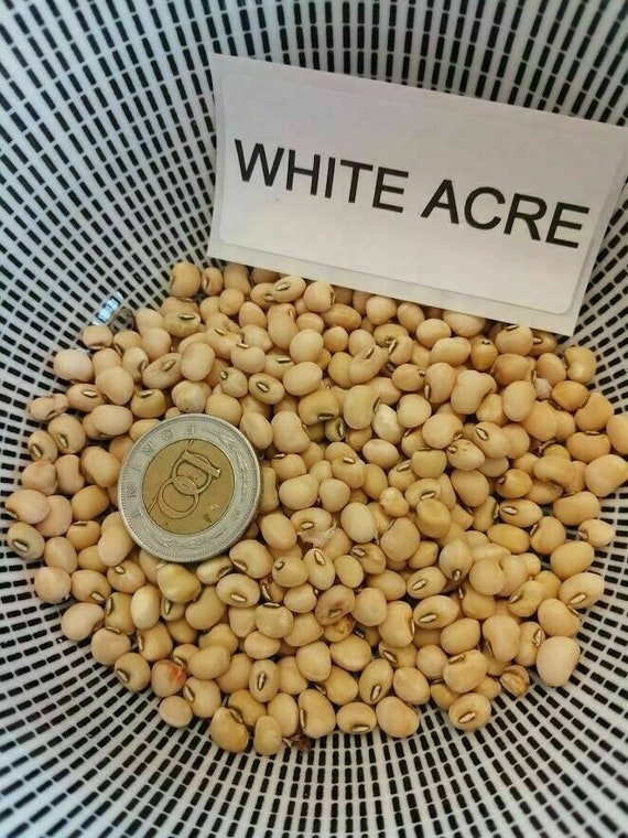 White Acre Cowpea Blackeyedpea 20 Seeds H 092 Etsy