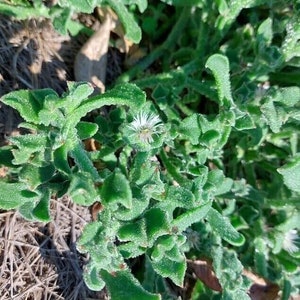 Pianta di ghiaccio cristallina - Mesembryanthemum crystallinum - 25+ semi - L 226