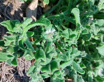 Kristalline Mittagsblume - Mesembryanthemum crystallinum - 25+ Samen - L 226