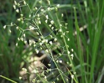 Petite herbe tremblante − Briza minor − 25+ graines − E 287