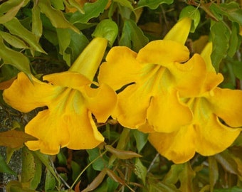 Cat's Claw Trumpet - Dolichandra unguis-cati - 5+ seeds - Heirloom! - W 025