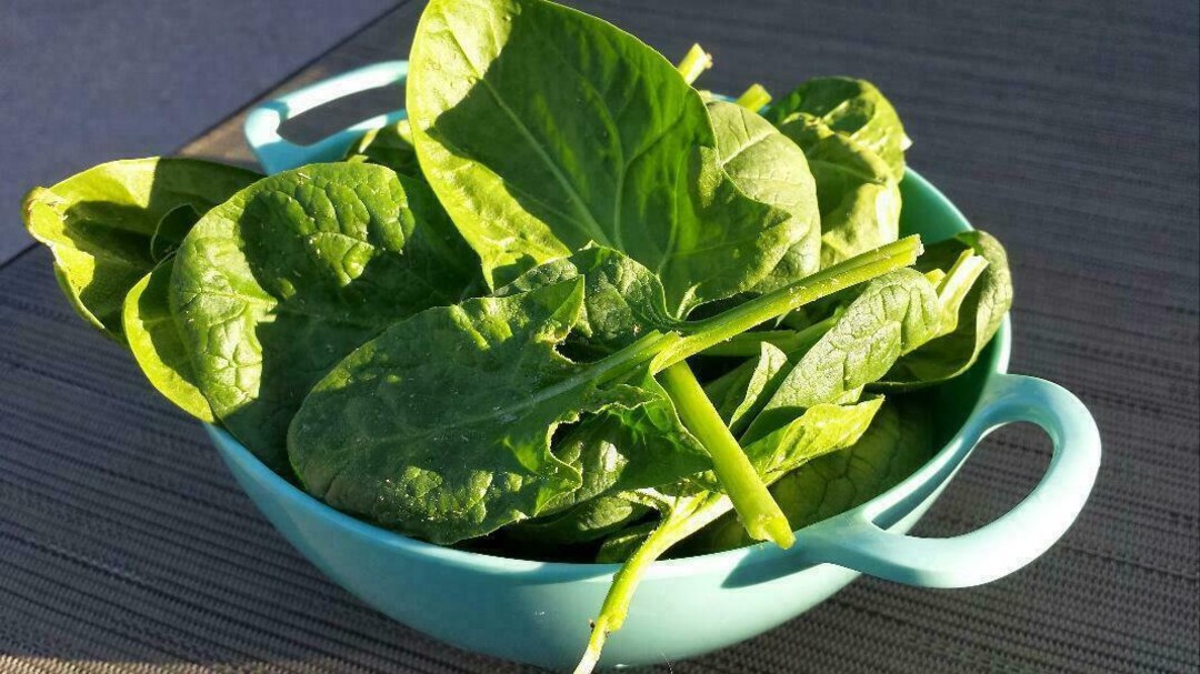 Spinach Gigante D'inverno 20 Seeds L 207 Etsy
