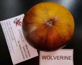 Wolverine Tomato - 5+ seeds - Heirloom Vegetable Seeds! P 267